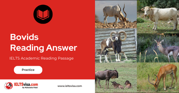 Bovids Reading Answer