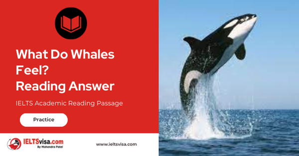 What Do Whales Feel? Reading Answer