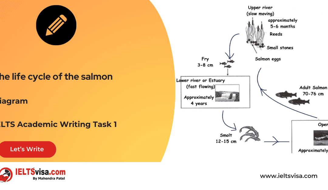 Task 1 – Diagram – The life cycle of the salmon