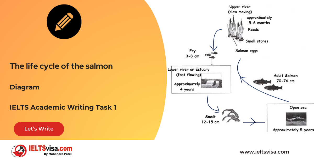 Task 1 – Diagram – The life cycle of the salmon