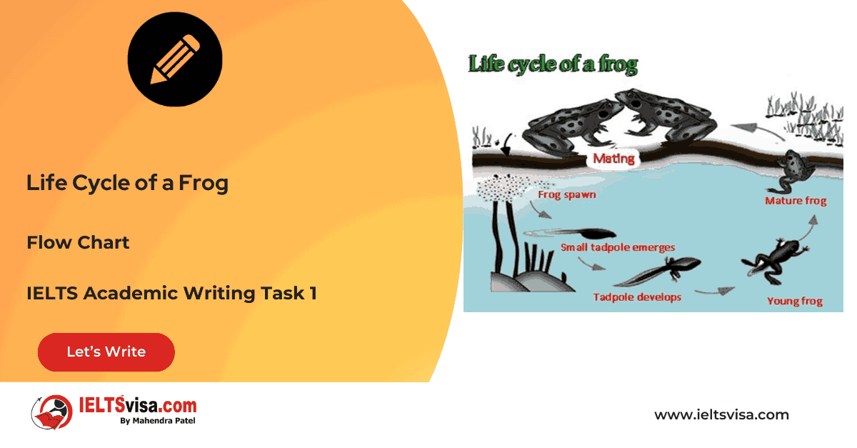 Task 1 – Flow chart -Life Cycle of a Frog